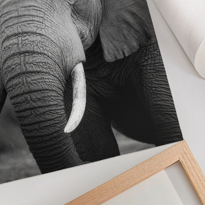 Arte de parede Um close de um elefante, transbordando paz e força.