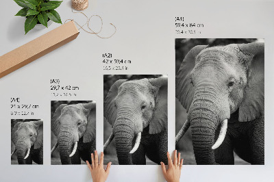 Arte de parede Um close de um elefante, transbordando paz e força.