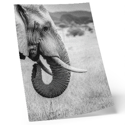 Poster decorativo Retrato de um elefante em preto e branco