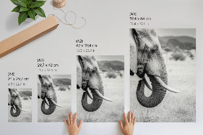 Poster decorativo Retrato de um elefante em preto e branco