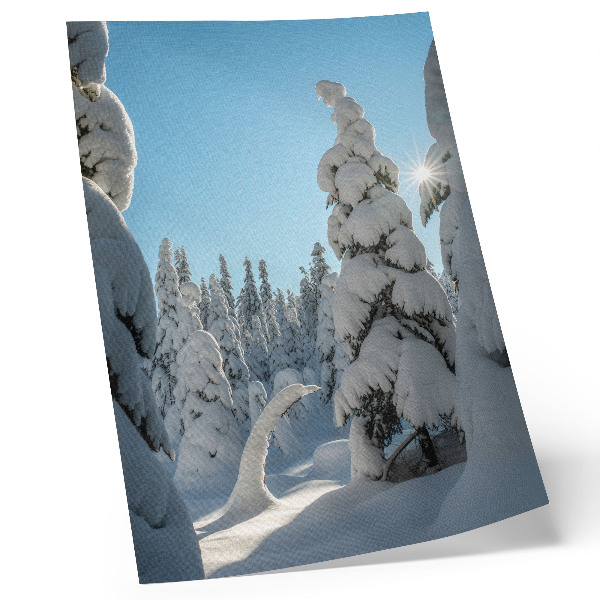 Arte de parede Árvores cobertas de neve, céu azul, sol