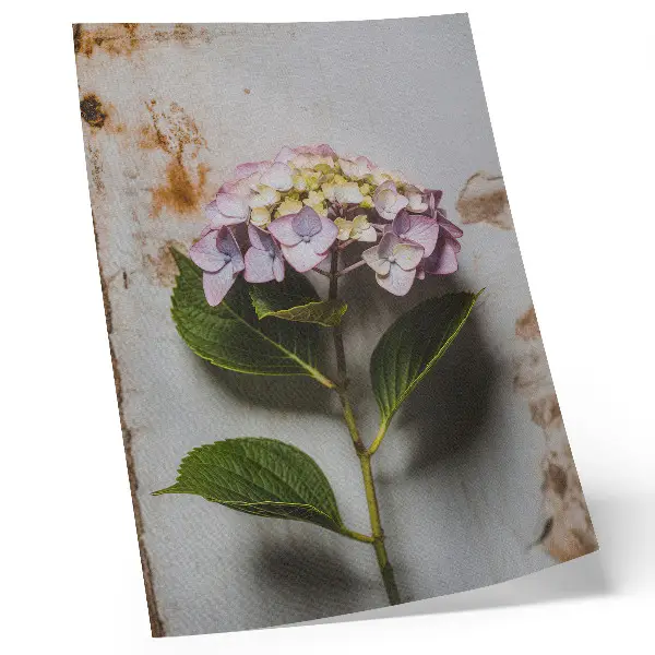 Poster decorativo com fundo rústico e folhas verdes de hortênsia rosa
