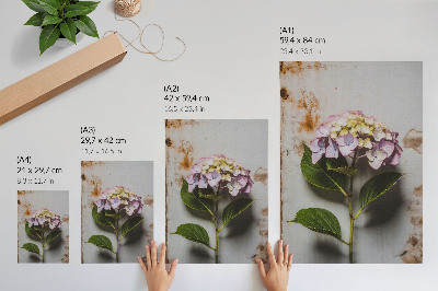 Poster decorativo Fundo rústico com folhas verdes de hortênsia rosa