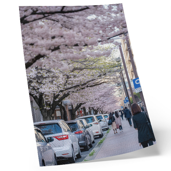 Arte de parede Uma rua com flores de cerejeira e carros estacionados.