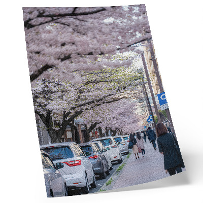Arte de parede Uma rua com flores de cerejeira e carros estacionados.