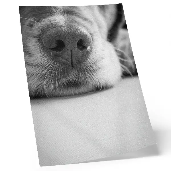 Poster para cozinha close-up de cachorro em preto e branco com textura minimalista