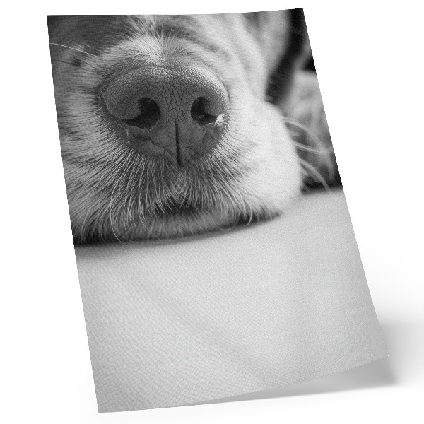 Poster para cozinha Close-up de um cachorro em preto e branco com textura minimalista