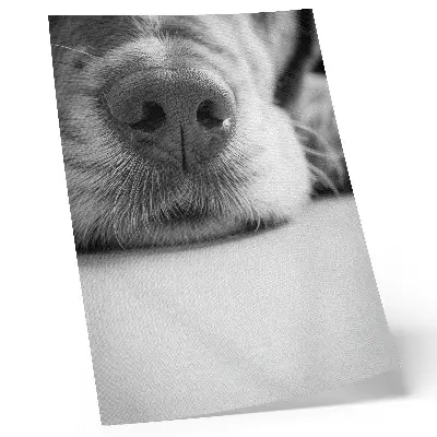 Poster para cozinha close-up de cachorro em preto e branco com textura minimalista