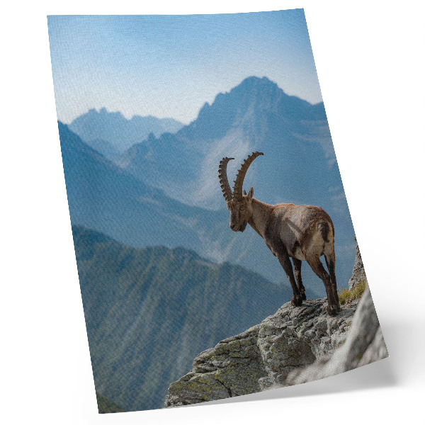 Impressão em tela Capricórnio em meio às montanhas, a paz e a harmonia da natureza.