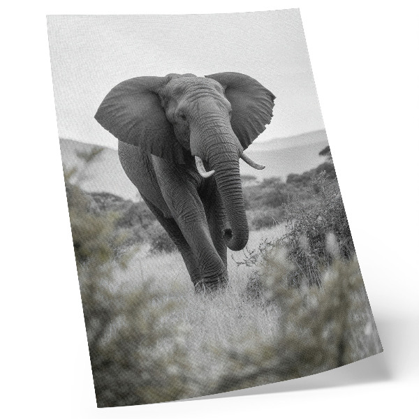 Poster para cozinha Um grande elefante em um cenário natural.