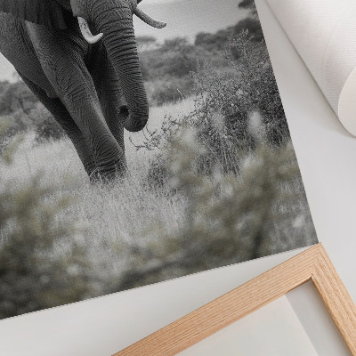 Poster para cozinha Um grande elefante em um cenário natural.