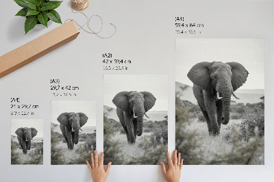 Poster para cozinha Um grande elefante em um cenário natural.