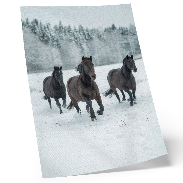 Poster para cozinha Cavalos negros em movimento contra um fundo nevado.