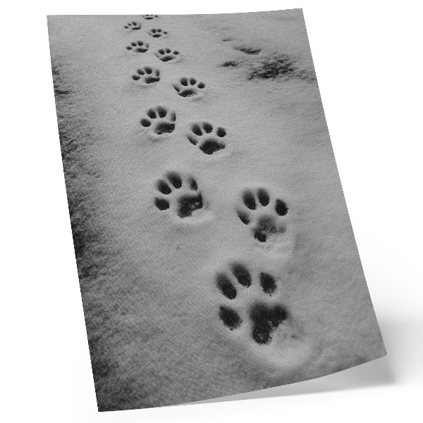 Poster para cozinha Pegadas na neve branca: um toque de mistério