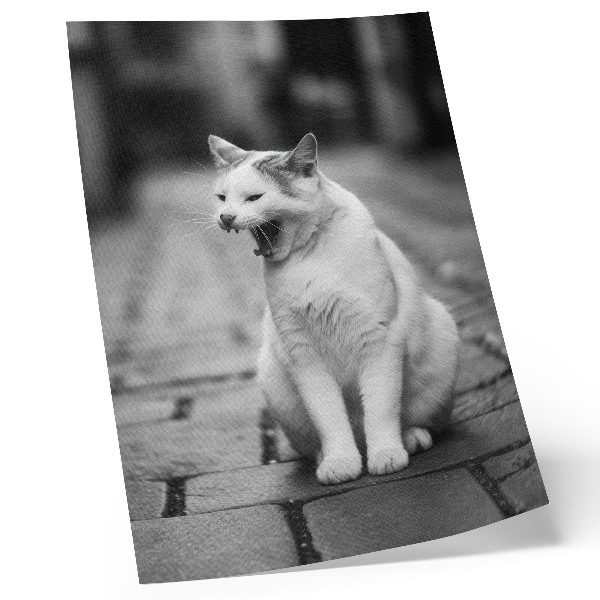 Impressão em tela Gato adorável em uma rua de paralelepípedos com estética em preto e branco.