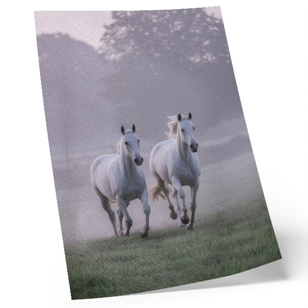 Poster decorativo Cavalos brancos, névoa matinal, espaço, natureza