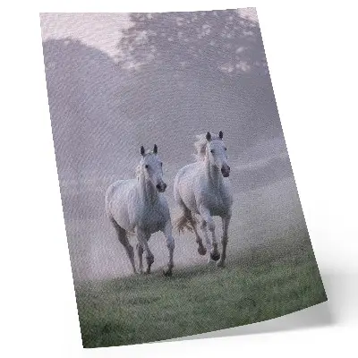 Pôster decorativo cavalos brancos na névoa matinal com tema de natureza