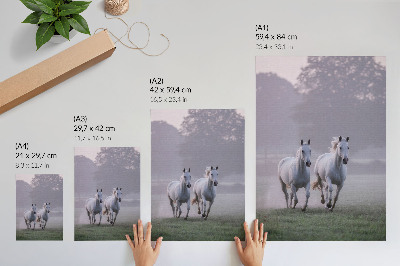 Poster decorativo Cavalos brancos, névoa matinal, espaço, natureza