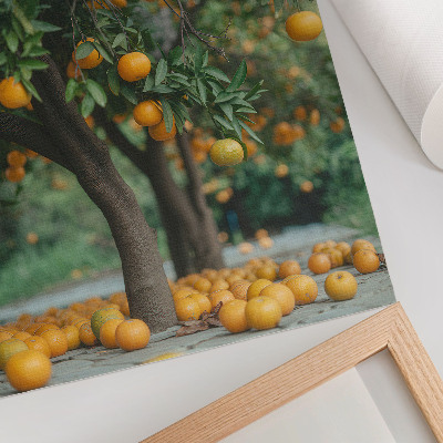 Poster decorativo Laranjas suculentas em uma árvore em um pomar verdejante.