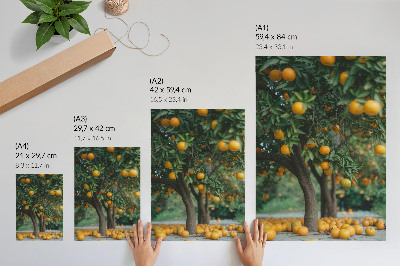 Poster decorativo Laranjas suculentas em uma árvore em um pomar verdejante.