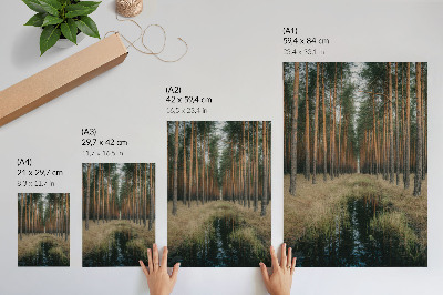 Poster decorativo Paisagem florestal simples, simetria de floresta alta