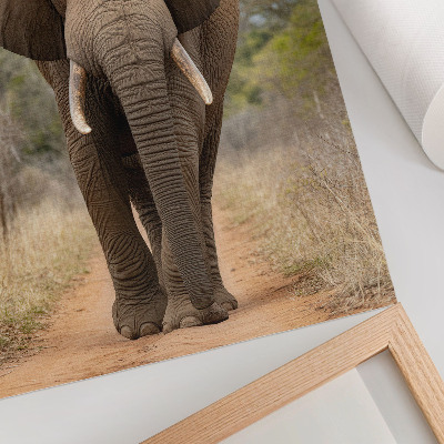 Poster decorativo Elefante em uma trilha em uma paisagem africana