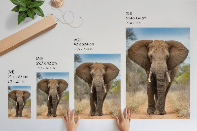 Poster decorativo Elefante em uma trilha em uma paisagem africana