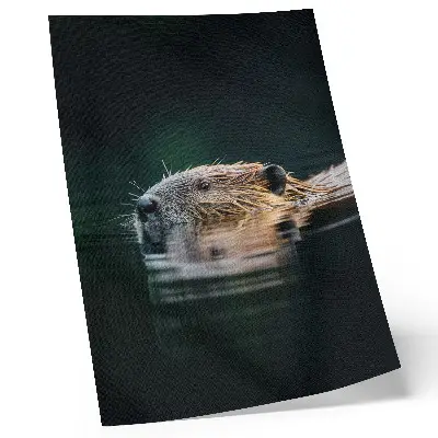 Poster decorativo castor na água com natureza pacífica e vida selvagem