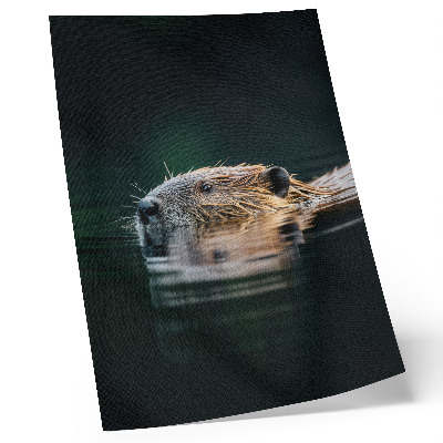 Poster decorativo Castor na água, natureza pacífica, vida selvagem