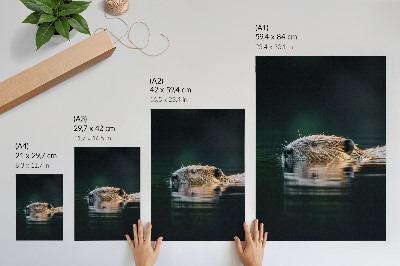 Poster decorativo Castor na água, natureza pacífica, vida selvagem