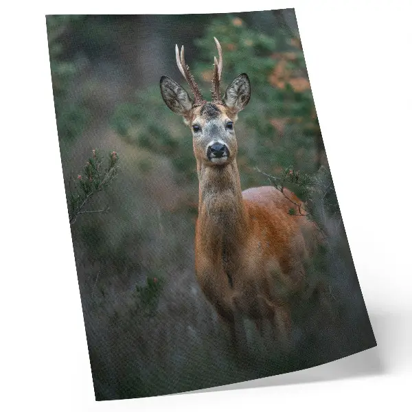 Poster decorativo veados na floresta com fundo verde e temática de natureza e paz