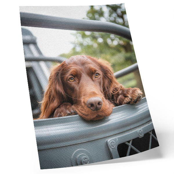 Poster para cozinha Cachorro marrom perto do veículo, árvores verdes
