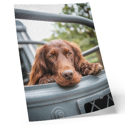 Poster para cozinha Cachorro marrom perto do veículo, árvores verdes