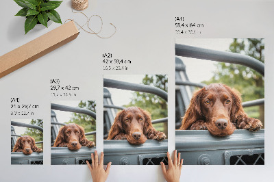 Poster para cozinha Cachorro marrom perto do veículo, árvores verdes