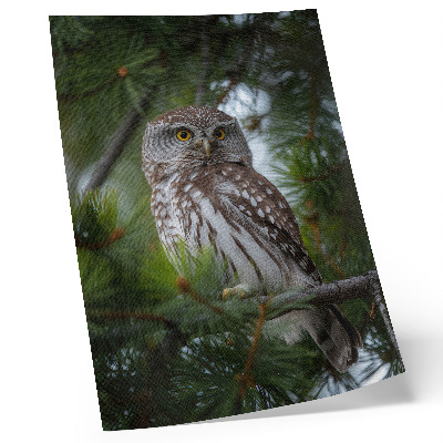 Poster decorativo Coruja em um galho de pinheiro, natureza, paz, harmonia