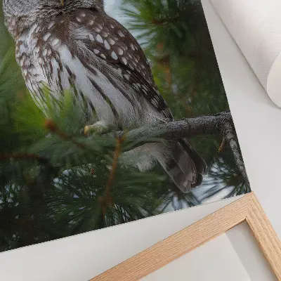 Poster decorativo coruja em um galho de pinheiro com tema de natureza, paz e harmonia