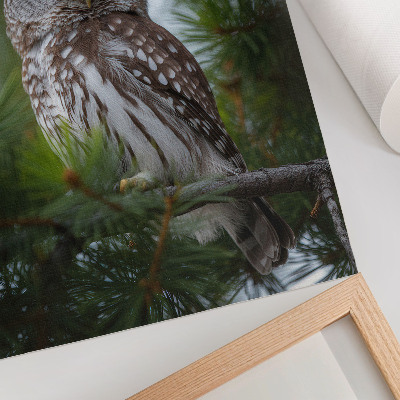 Poster decorativo Coruja em um galho de pinheiro, natureza, paz, harmonia