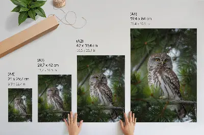 Poster decorativo coruja em um galho de pinheiro com tema de natureza, paz e harmonia