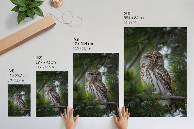 Poster decorativo Coruja em um galho de pinheiro, natureza, paz, harmonia