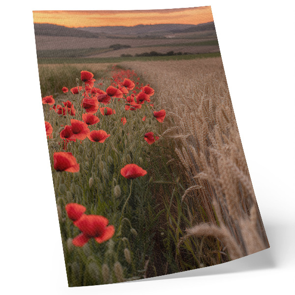 Poster decorativo Harmonia de cores da natureza com papoulas ao pôr do sol