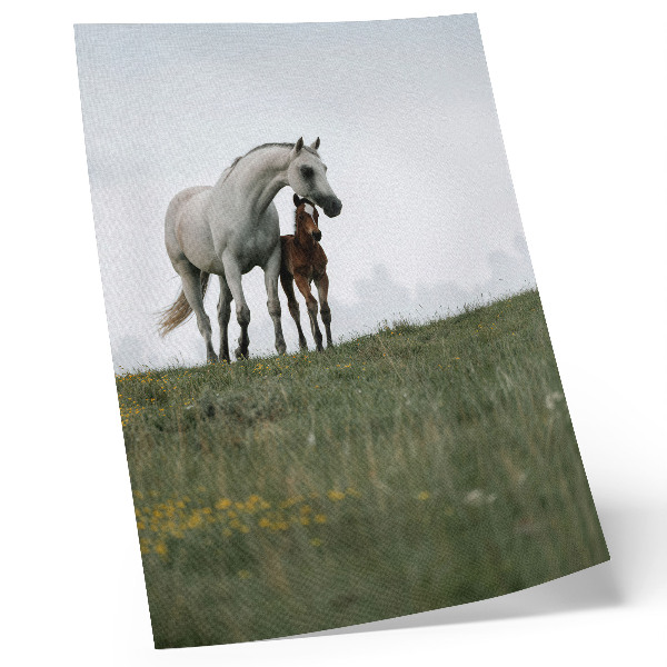 Poster para cozinha A beleza da natureza com a visão reconfortante dos cavalos.