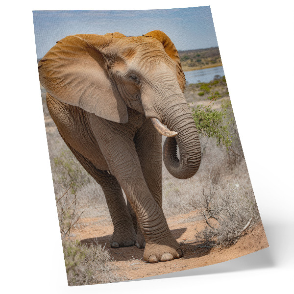 Poster para cozinha Elefante na savana, a majestosa natureza africana.