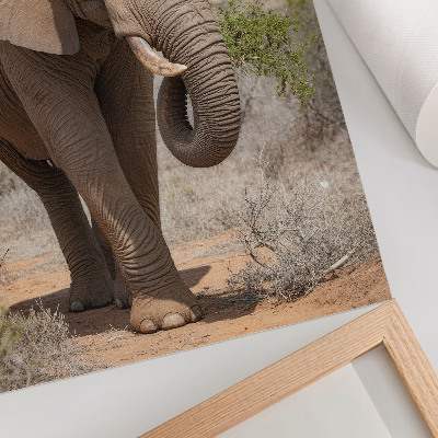 Poster para cozinha Elefante na savana, a majestosa natureza africana.