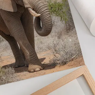 Poster para cozinha elefante na savana representando a majestosa natureza africana