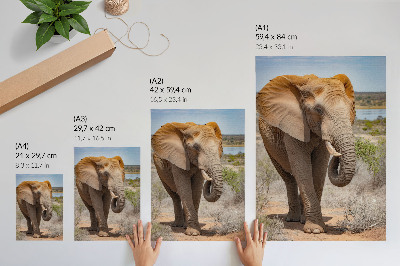Poster para cozinha Elefante na savana, a majestosa natureza africana.