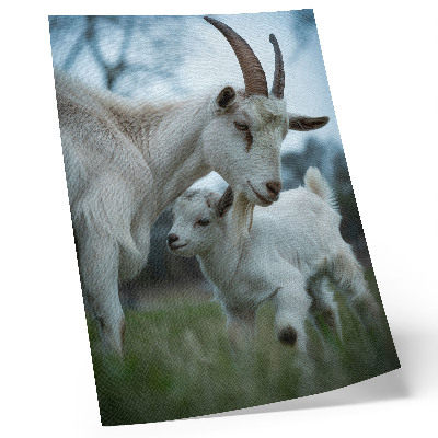 Impressão em tela Cabras em meio à natureza, em um ambiente de paz e harmonia.