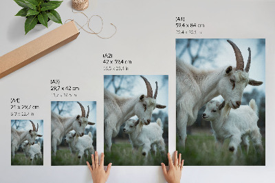 Impressão em tela Cabras em meio à natureza, em um ambiente de paz e harmonia.