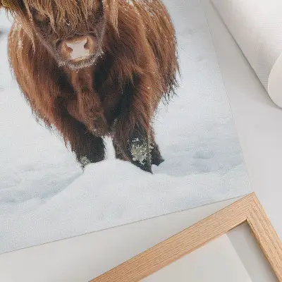 Arte de parede gado na neve com contraste entre o animal e a natureza