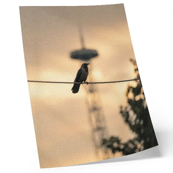 Poster para cozinha pássaros em um fio com céu ao entardecer em fundo delicado