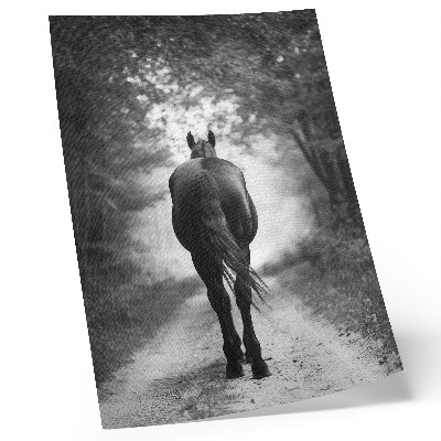 Poster decorativo Fotografia de um cavalo preto e branco na floresta